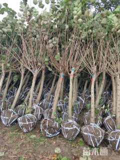 高度400厘米紫荆