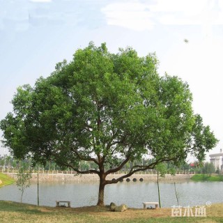 20公分香樟