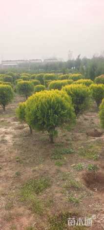 冠幅100厘米洒金柏球