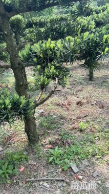 20公分罗汉松