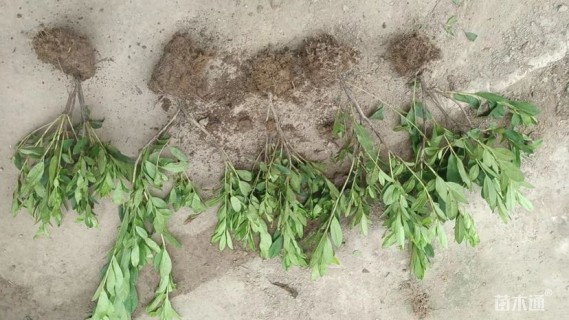 高度35厘米毛鹃