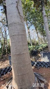 8公分广玉兰