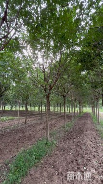 12公分流苏树