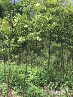 1公分花梨木