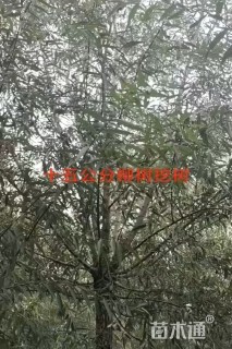 16公分旱柳