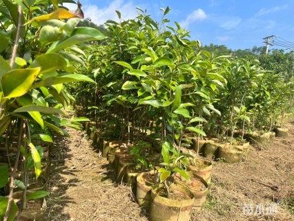 高度80厘米火力楠小苗