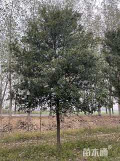 10公分弗吉尼亚栎