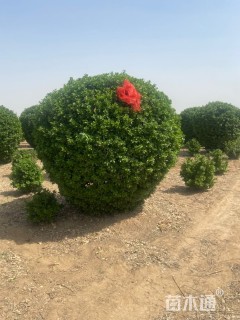 冠幅220厘米大叶黄杨球