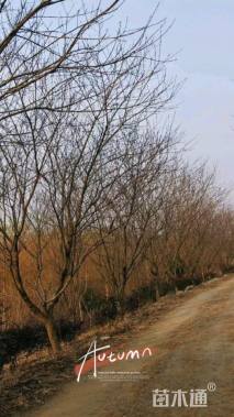 12公分红叶碧桃