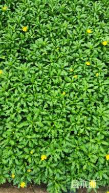 高度20厘米黄金菊