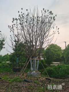 60公分丛生香樟