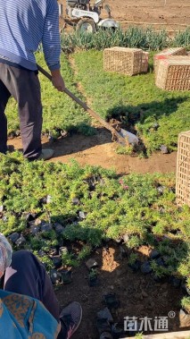 高度15厘米丛生福禄考