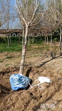 15公分绿叶复叶槭