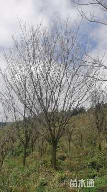 20公分日本晚樱