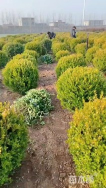 冠幅150厘米瓜子黄杨球