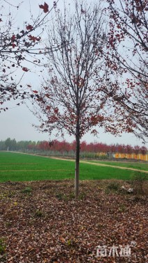 14公分美国红枫