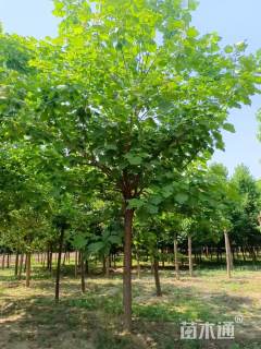19公分楸树