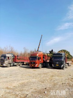 高度300厘米云杉