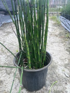 高度50厘米木贼