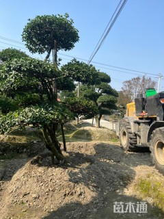 高度20厘米大叶黄杨