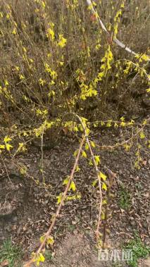 高度180厘米连翘