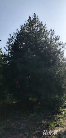 高度450厘米白皮松