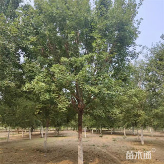 15公分元宝枫