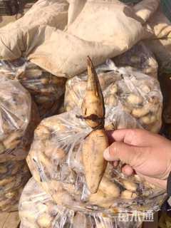 高度30厘米荷花