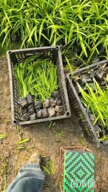 高度33厘米百子莲