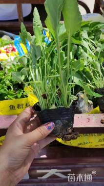 高度10厘米紫花地丁