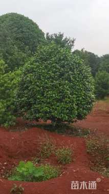 冠幅250厘米茶花球