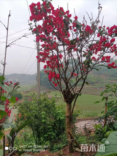 高度100厘米红花三角梅