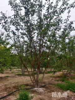 高度300厘米丛生流苏