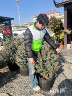 高度100厘米美国蓝杉