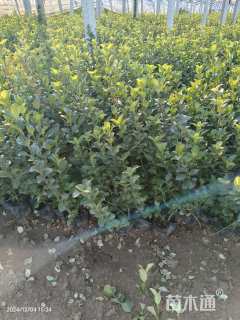 高度40厘米卫矛