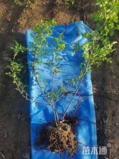 高度80厘米四季玫瑰