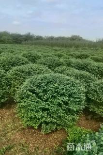 冠幅90厘米小叶女贞球