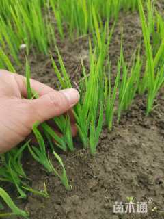 高度25厘米黄菖蒲