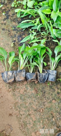 高度20厘米紫花玉簪