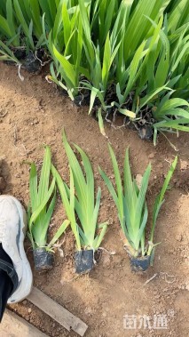 高度50厘米德国鸢尾