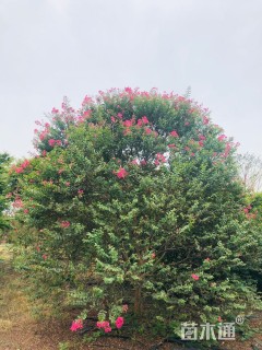 高度300厘米红花紫薇