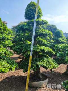 10公分榕树