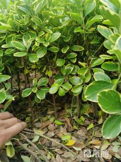 高度40厘米金边黄杨