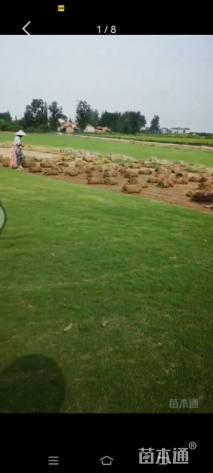 草块状马尼拉草