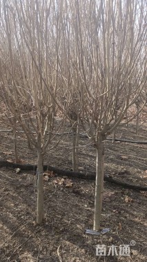 高度180厘米木槿