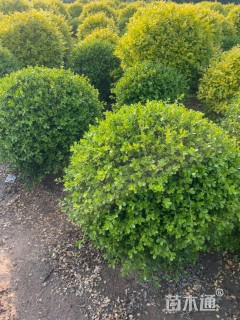 冠幅150厘米瓜子黄杨球