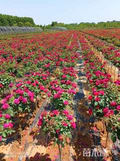 1.5公分小青杆月季