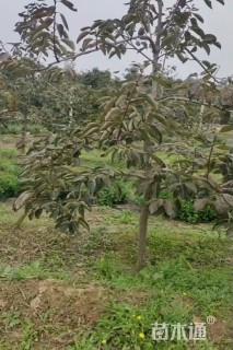 8公分柿树