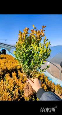 高度35厘米小叶黄杨