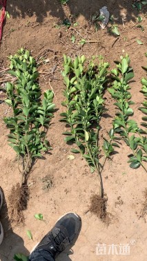 40厘米大叶扶芳藤